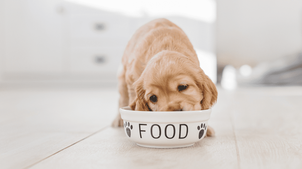 dog eating out of white food bowl, pet nutrition, pet health, Animal Emergency & Referral Center of Minnesota