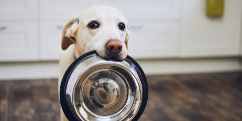 dog holding empty bowl, pet nutrition, pet health, Animal Emergency & Referral Center of Minnesota 