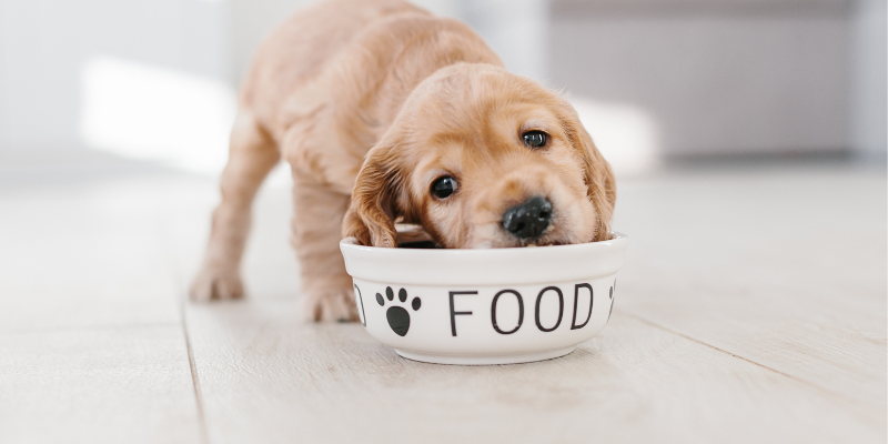 puppy eating from food dish, diarrhea in pets, common causes, veterinary care, pet health, Animal Emergency & Referral Center of Minnesota