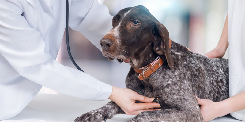 dog, veterinary exam, veterinarian, stethoscope, pet nutrition, pet health, Animal Emergency & Referral Center of Minnesota