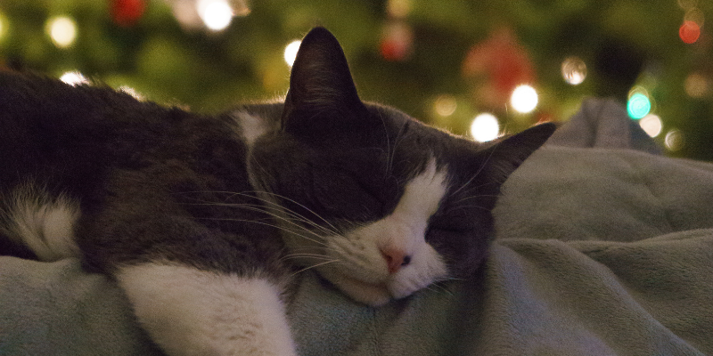 cat sleeping, Christmas tree lights behind cat, holiday guests, pet parents, pet safety, Animal Emergency & Referral Center of Minnesota