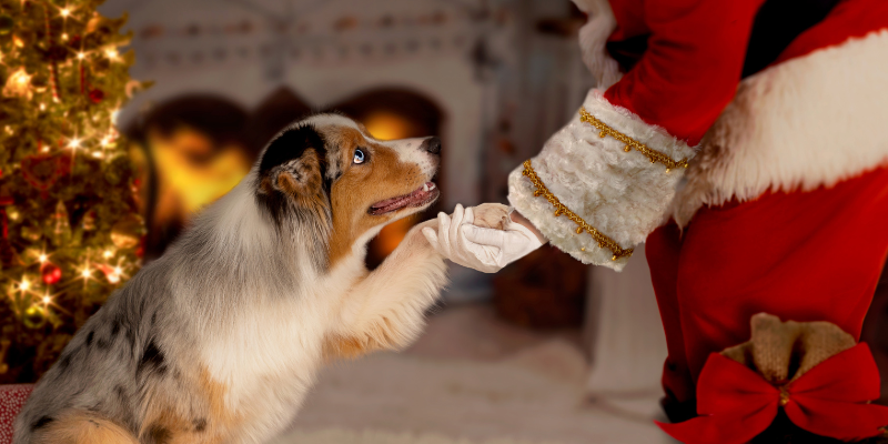 Santa shaking dog's paw, holidays with pets, Animal Emergency & Referral Center of Minnesota