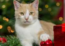 cat with paws on a glass ornament, holiday pet toxins, Animal Emergency & Referral Center of Minnesota