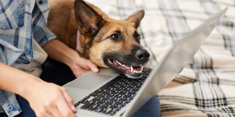 dog lying on owner's lap, looking at laptop, pet owner blog, pet parent blog, veterinary blog, Animal Emergency & Referral Center of Minnesota