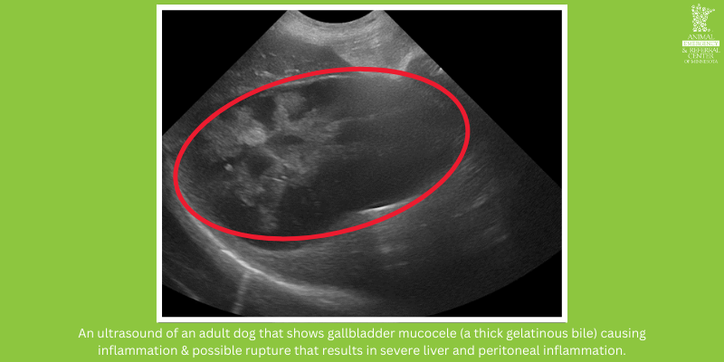 An ultrasound of an adult dog that shows gallbladder mucocele (a thick gelatinous bile) causing inflammation & possible rupture that results in severe liver and peritoneal inflammation. Ultrasound provided by Animal Emergency & Referral Center of Minnesota.