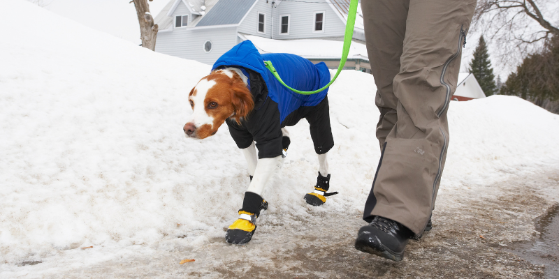 dog wearing blue winter jacket and yellow booties on feet with neon green leash walking on icy sidewalk with human, ice melt toxicity, Animal Emergency & Referral Center of Minnesota