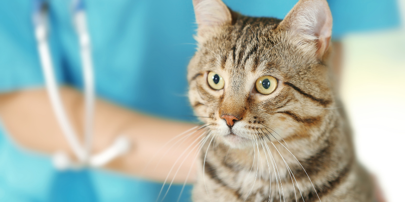 veterinarian examining a cat at veterinary clinic, veterinary medicine, Animal Emergency & Referral Center of Minnesota