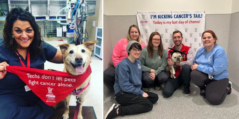A veterinary technician with a dog in red bandana that reads "Tech don't let pets fight cancer alone" and a photo of a group of veterinary technicians and Dr. Keepman, a veterinary oncologist, surrounding a dog in a graduation cap in front of a banner that reads "I'm Kicking Cancer's Tail"; veterinary oncology, Animal Emergency & Referral Center of Minnesota