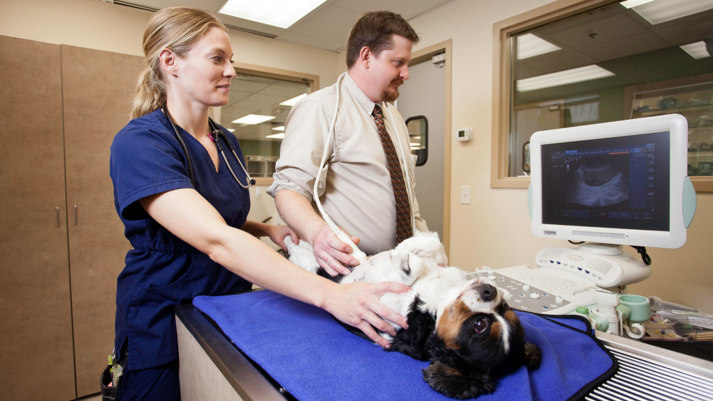veterinarian and veterinary technician performing ultrasound on dog, abdominal ultrasound, veterinary ultrasound at Animal Emergency & Referral Center of Minnesota