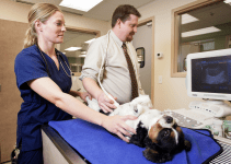 veterinarian and veterinary technician performing ultrasound on dog, abdominal ultrasound, veterinary ultrasound at Animal Emergency & Referral Center of Minnesota
