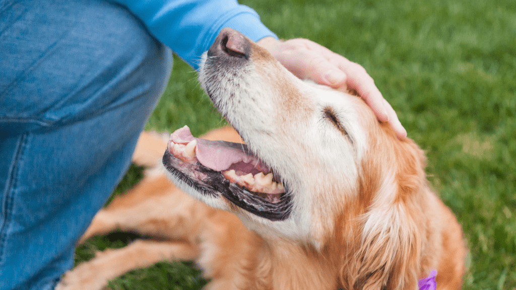 A senior dog lying the grass receiving pats on the head.