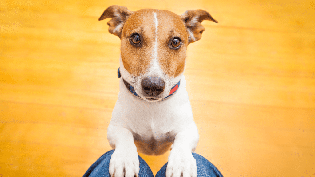 A dog sitting up with paws on owner's knees.