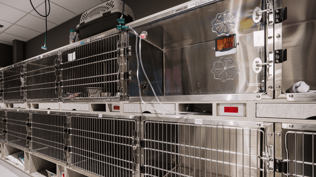 Two rows of kennels including one oxygen kennel at Animal Emergency & Referral Center of Minnesota.