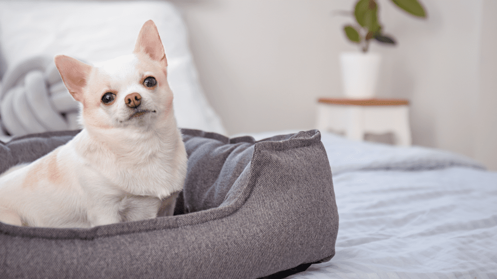 Small dog in dog bed on top of a human bed.