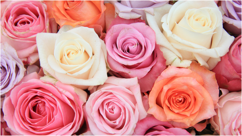 Close-up of a variety of roses in pink, purple, orange, and cream.