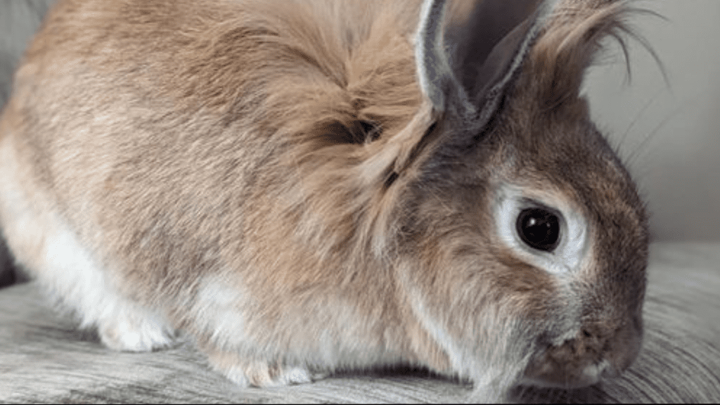 A close-up of a pet rabbit.
