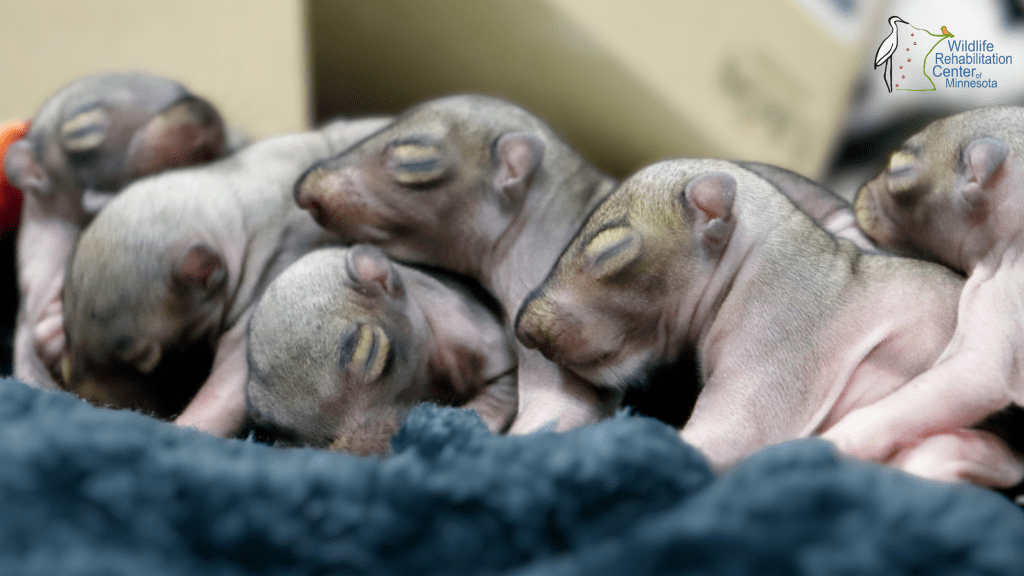 baby squirrels at snuggled under a blanket at Wildlife Rehabilitation Center of Minnesota