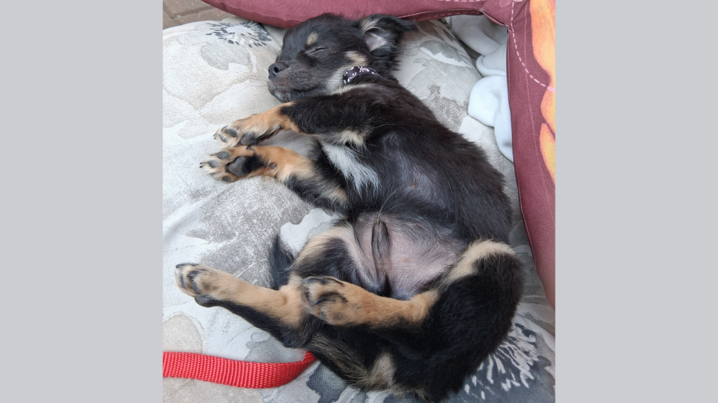 sleeping Chihuahua puppy
