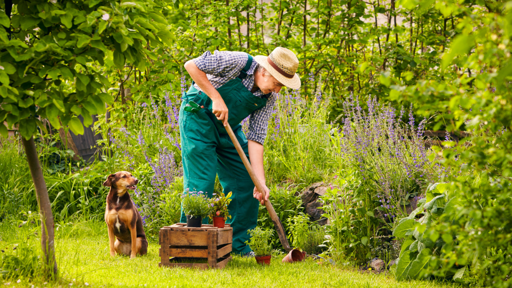 An elderly gardener hoes his garden while his dog sits and watches.